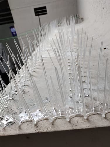 Pigeon Nets vs Bird Spikes: Which One Do You Need?
