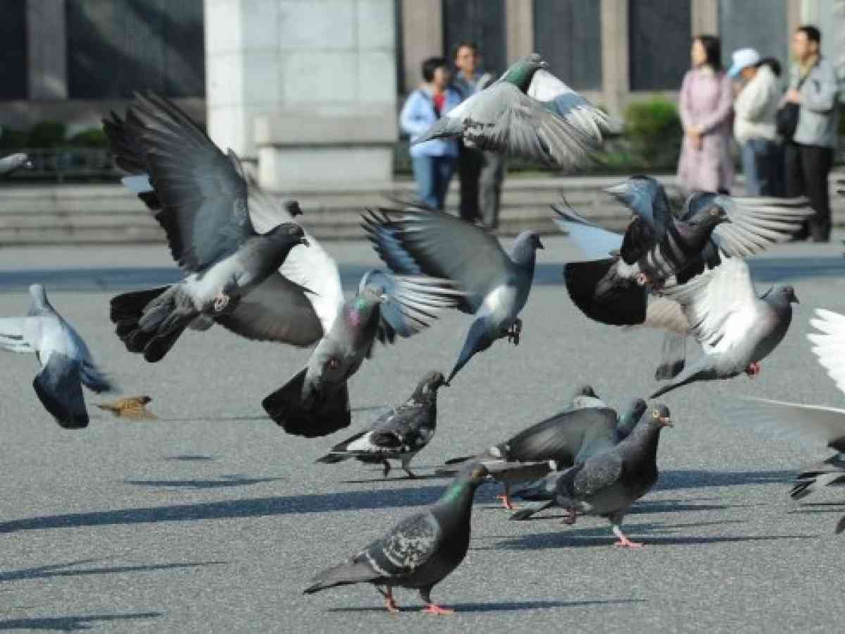 Protecting Your Property: The Importance of Pigeon Nets